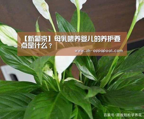 新葡京