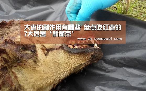 大枣的副作用有哪些 盘点吃红枣的7大危害‘新葡京’(图1) 新葡京