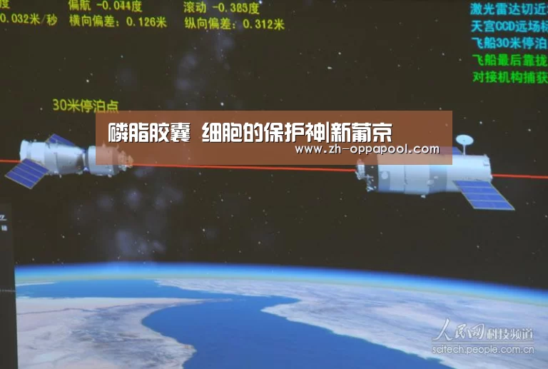 磷脂胶囊 细胞的保护神|新葡京(图2) 新葡京